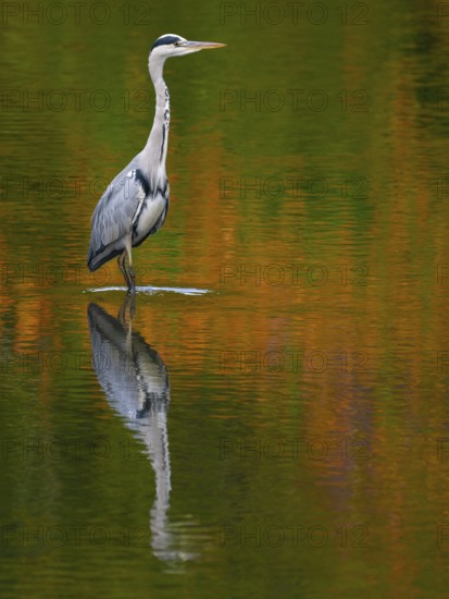A gray heron is reflected in water in autumn, Ruhrpott, North Rhine-Westphalia, Germany