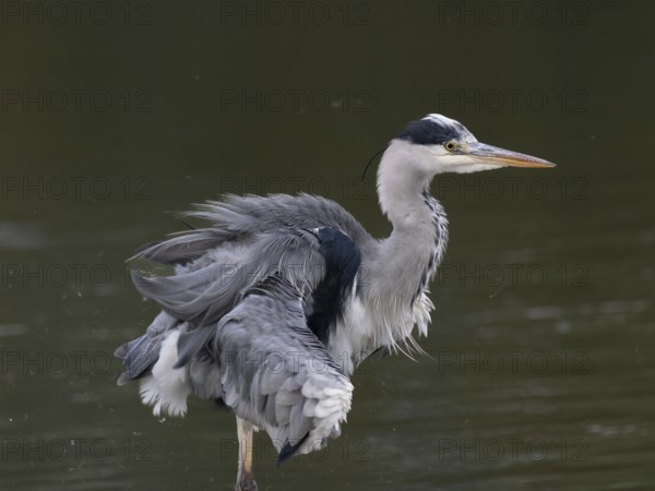 A gray heron shakes its plumage, Ruhrpott, North Rhine-Westphalia, Germany
