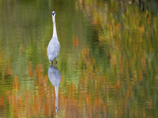A gray heron is reflected in water in autumn, Ruhrpott, North Rhine-Westphalia, Germany