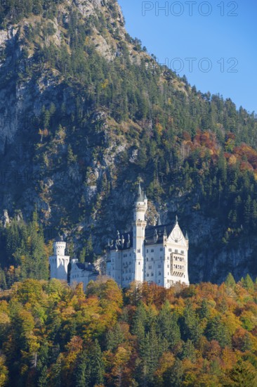 Neuschwanstein Castle high up on an autumn-colored hill in front of imposing mountains, Schwangau, Königswinkel, Ostallgäu, Allgäu, Swabia, Bavaria, Germany