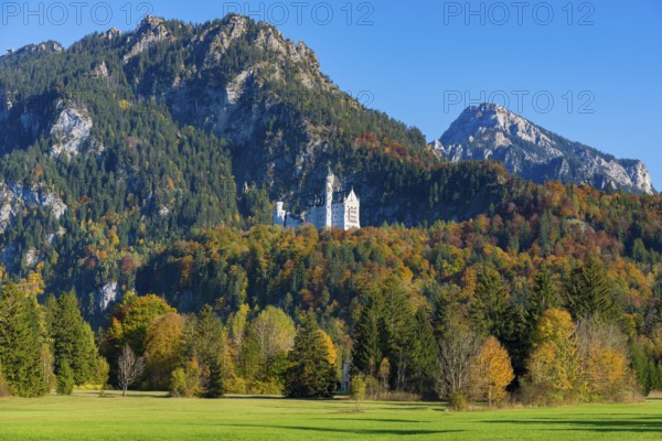 Neuschwanstein Castle is idyllically situated at the foot of mountain peaks in the midst of an autumnal forest and meadow landscape, Schwangau, Königswinkel, Ostallgäu, Swabia, Bavaria, Germany