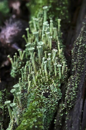 Lichen in the forest, autumn time, October, Germany
