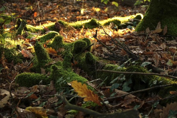 Mosses and lichens in the forest, autumn, Germany