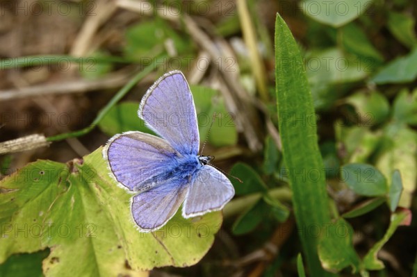 Butterfly blue, summer, Germany