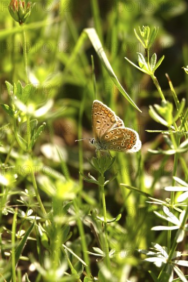 Butterfly blue, summer, Germany