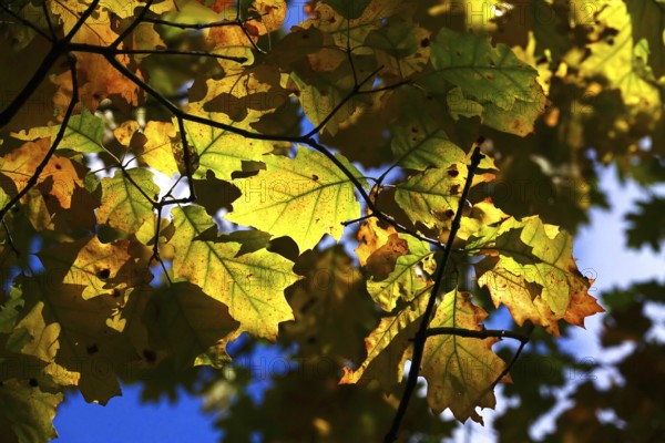 Autumn colors, Golden October, Germany