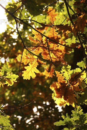 Autumn colors, Golden October, Germany