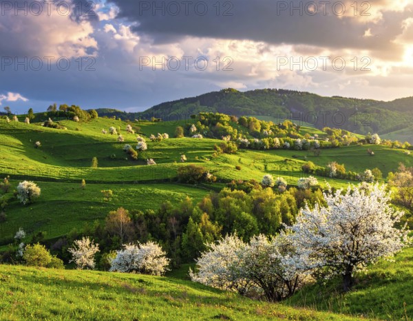 Spring blooming landscape, trees in the foreground, green hills covered with blooming flowers, clear blue sky at sunset, vacation and holiday concept, beauty of nature, AI generated