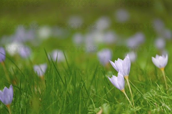 Autumn crocus, autumn time, Germany