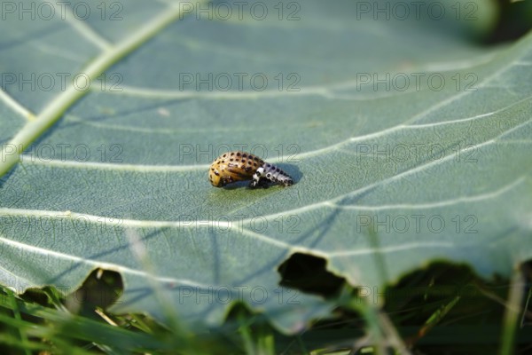 Poplar leaf beetle, larva, autumn, Germany