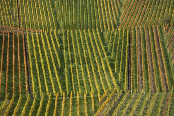 Autumn vineyard lines on the wine trail on Kappelberg near Fellbach - Stuttgart