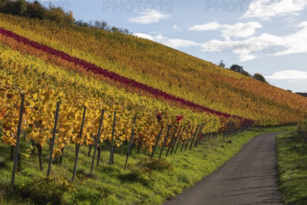 Autumn vineyards with colorful lines on the wine trail on Kappelberg near Fellbach, Stuttgart