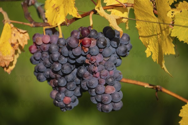 Ripe grapes in autumn vineyard on Kappelberg in Fellbach