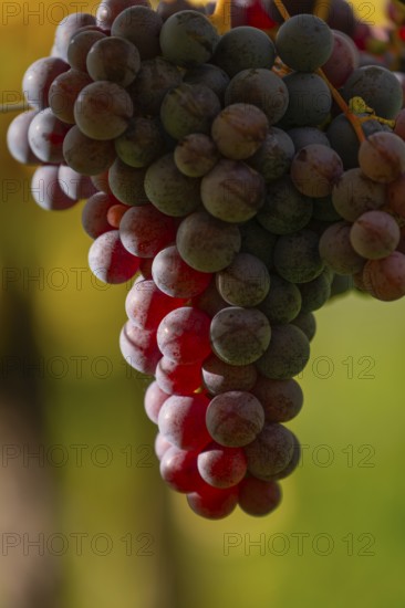 Ripe grapes in autumn vineyard on Kappelberg in Fellbach