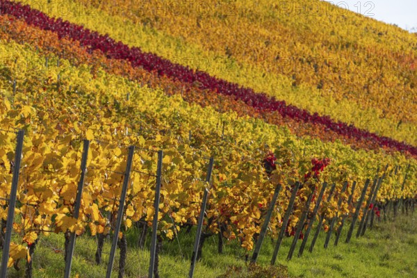 Autumn vineyard lines on the wine trail on Kappelberg near Fellbach, Stuttgart