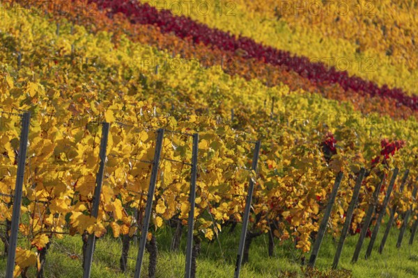 Colourful vines on the wine trail on Kappelberg near Fellbach, Stuttgart