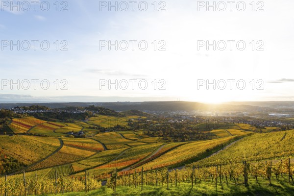 Vineyards on the Kappelberg in Fellbach in the golden light of sunset with views of Stuttgart and Rotenberg in autumn colors