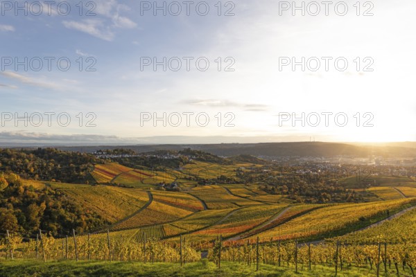 Vineyards on the Kappelberg in Fellbach in the golden light of sunset with views of Stuttgart and Rotenberg, Württemberg in autumn colors