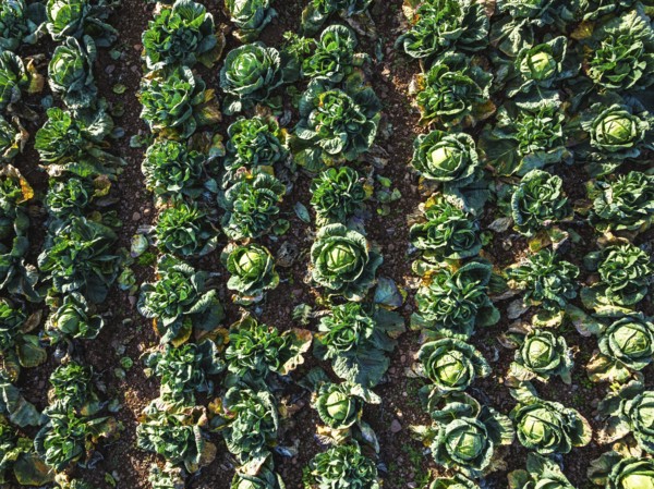 Top down view of red and green cabbage field from a drone, Devon, England, United Kingdom