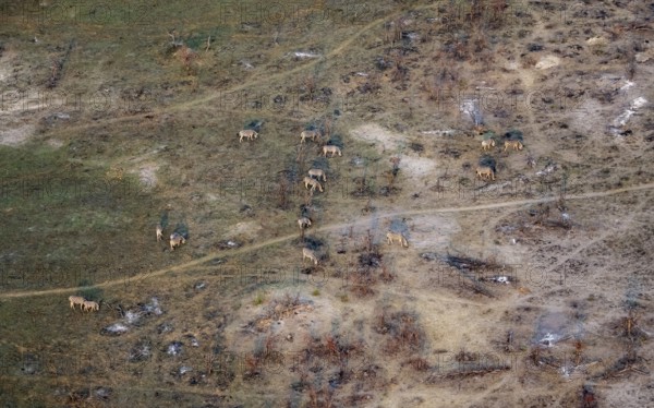 Herd of steppe zebras (Equus quagga), aerial view, Okavango Delta, Botswana