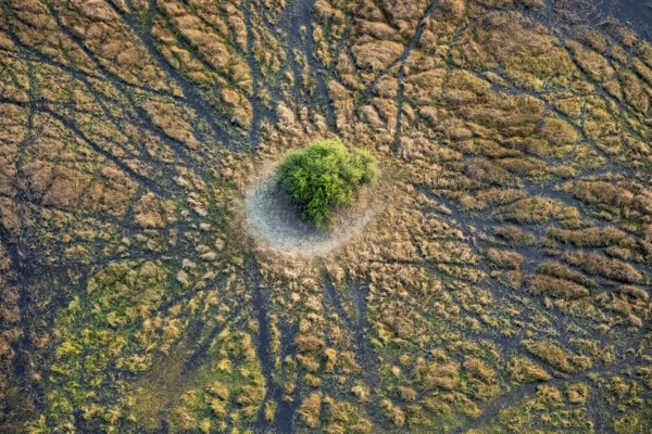 Marshland, marshland with small island with tree, aerial view, Okavango Delta, Botswana