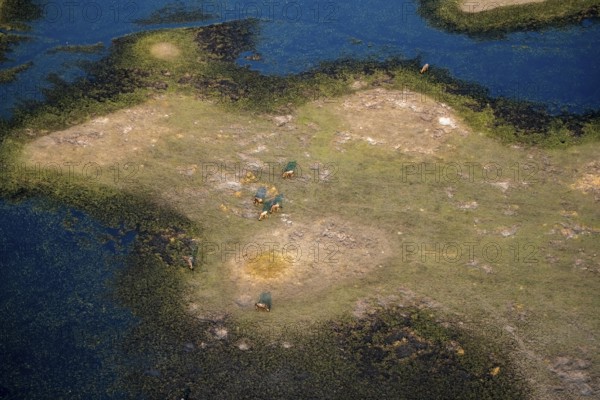Striped gnu (Connochaetes taurinus), flock on the riverbank, river landscape, aerial view, Okavango Delta, Botswana