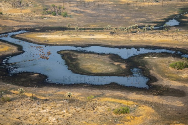 River landscape with palm trees, savanna landscape with yellow grass, aerial view, Okavango Delta, Botswana