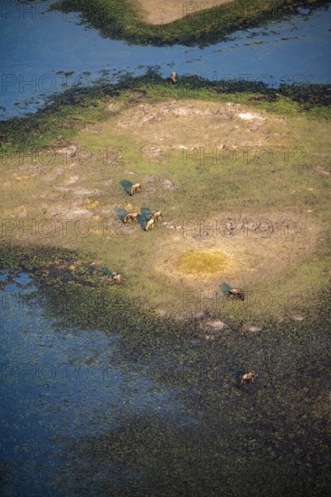 Striped gnu (Connochaetes taurinus), flock on the riverbank, river landscape, aerial view, Okavango Delta, Botswana