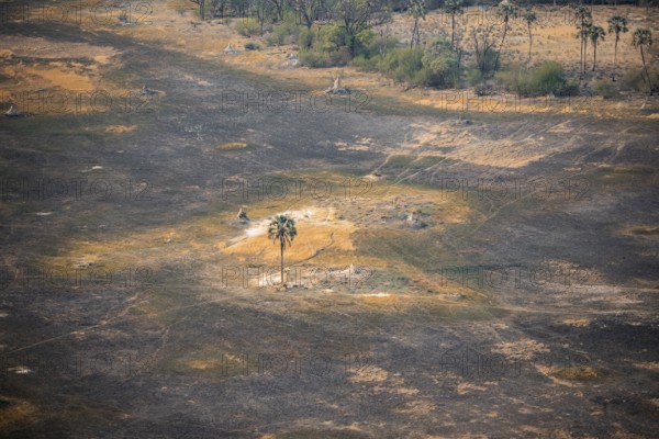 Savanna landscape with burnt grass and palm tree, aerial view, Okavango Delta, Botswana