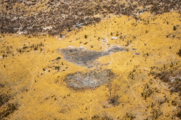 Savanna landscape with yellow grass and leafless trees, aerial view, Okavango Delta, Botswana