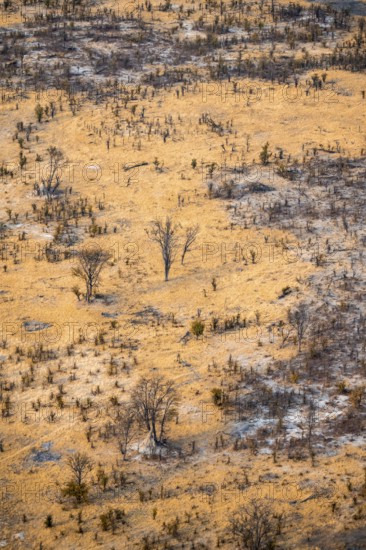 Savanna landscape with yellow grass and leafless trees, aerial view, Okavango Delta, Botswana