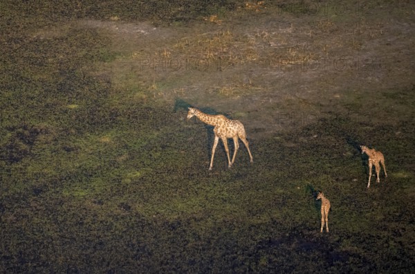 Cape giraffe (Giraffa giraffa giraffa), mother with two young animals, aerial view, Okavango Delta, Botswana