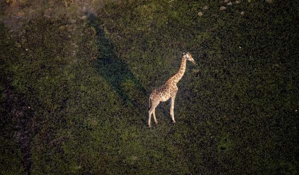 Cape giraffe (Giraffa giraffa giraffa), aerial view, Okavango Delta, Botswana
