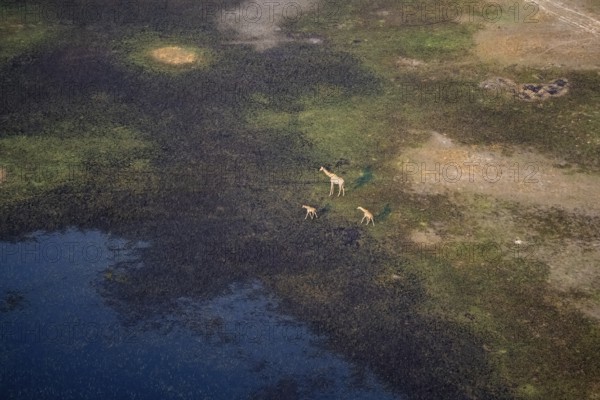 Cape giraffe (Giraffa giraffa giraffa), mother with two young animals, savanna landscape on the river, aerial view, Okavango Delta, Botswana