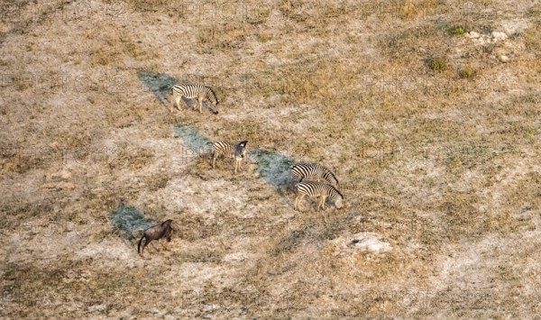 Steppe zebra (Equus quagga), savanna landscape, aerial view, Okavango Delta, Botswana