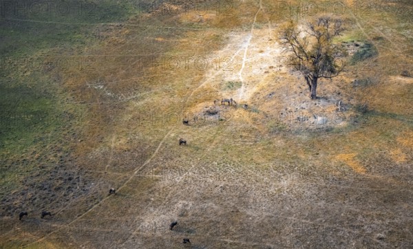 Steppe zebra (Equus quagga) and striped willow (Connochaetes taurinus), savanna landscape, aerial view, Okavango Delta, Botswana