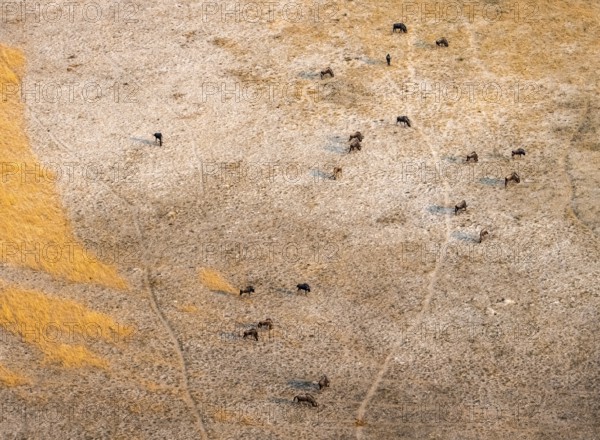 Striped willow (Connochaetes taurinus), savanna landscape, aerial view, Okavango Delta, Botswana
