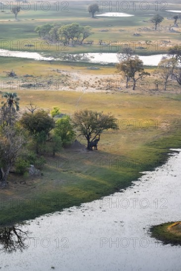 African elephant (Loxodonta africana), eating leaves, on riverbank, savanna landscape, aerial view, Okavango Delta, Botswana
