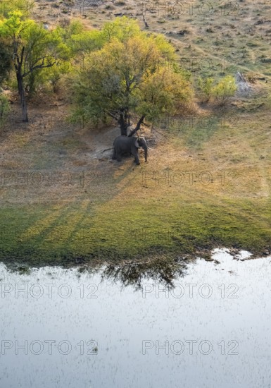 African elephant (Loxodonta africana), riverbank, savanna landscape, aerial view, Okavango Delta, Botswana