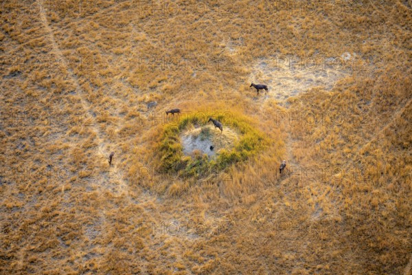 Tsessebe (Damaliscus lunatus), group on a termite hill, savanna with yellow grass, aerial view, Okavango Delta, Botswana