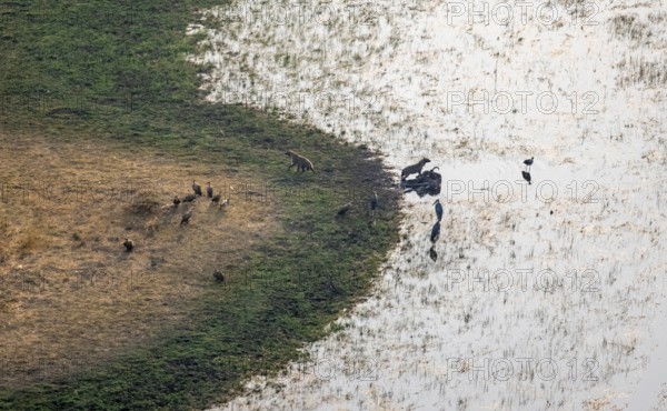 Vultures, maraboos (Leptoptilos crumeniferus) and spotted hyenas (Crocuta crocuta), hyenas feed on the carcass of a dead animal, on the riverbank, aerial view, Okavango Delta, Botswana
