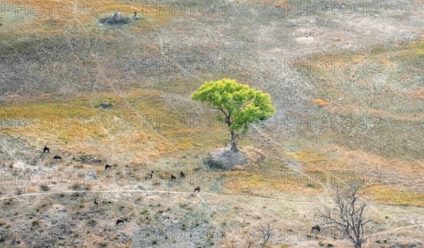 Striped goose (Connochaetes taurinus) in savanna landscape with single tree, aerial view, Okavango Delta, Botswana