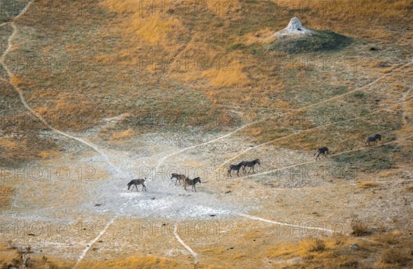 Steppe zebras (Equus quagga), savanna landscape with yellow grass and termite hills, aerial view, Okavango Delta, Botswana