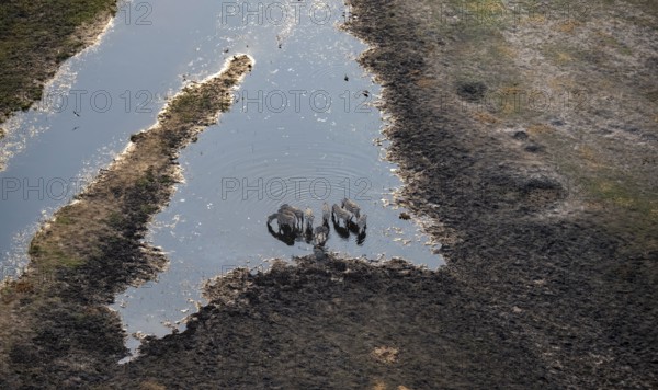 Steppe zebras (Equus quagga) drinking by the river, aerial view, Okavango Delta, Botswana