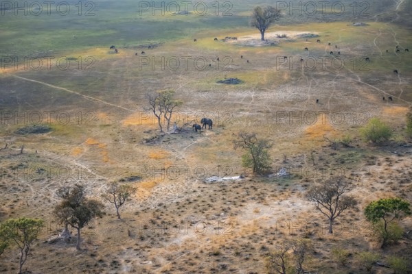 Two African elephants (Loxodonta africana) and a flock of striped geese (Connochaetes taurinus) in savanna landscape with termite hill, aerial view, Okavango Delta, Botswana