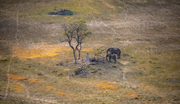 Two African elephants (Loxodonta africana) in savanna landscape with termite hill, aerial view, Okavango Delta, Botswana