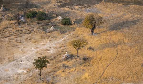 Savanna landscape with yellow grass and termite hills, aerial view, Okavango Delta, Botswana