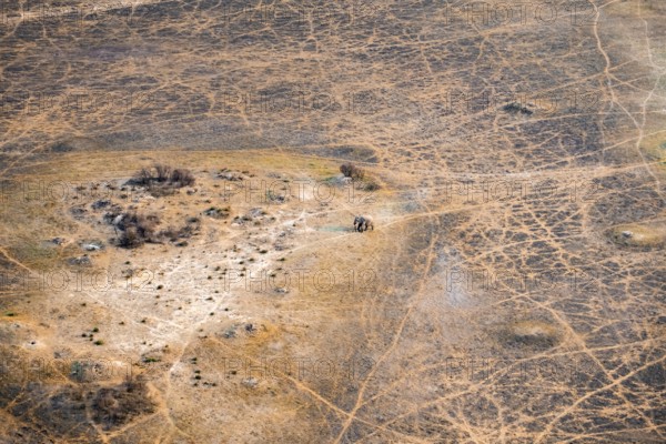 African elephant (Loxodonta africana) in dry savanna, aerial view, Okavango Delta, Botswana