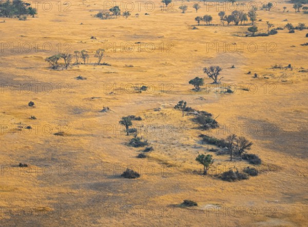 Savanna landscape with yellow grass, aerial view, Okavango Delta, Botswana