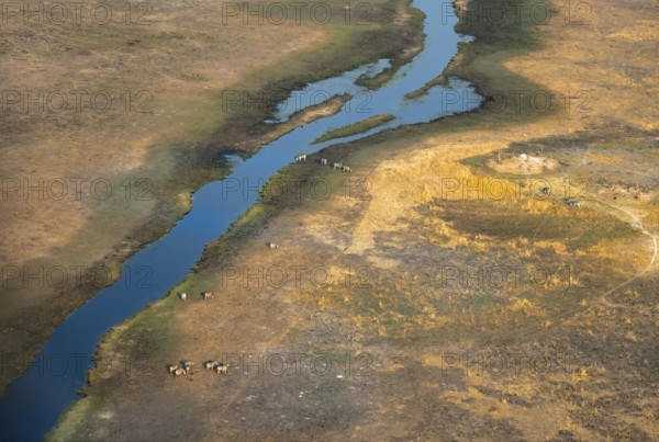 River landscape in savanna with steppe zebras (Equus quagga), aerial view, Okavango Delta, Botswana
